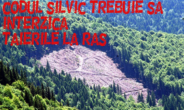 Campanie Greenpeace Romania: Codul Silvic trebuie să interzică taierile la ras'