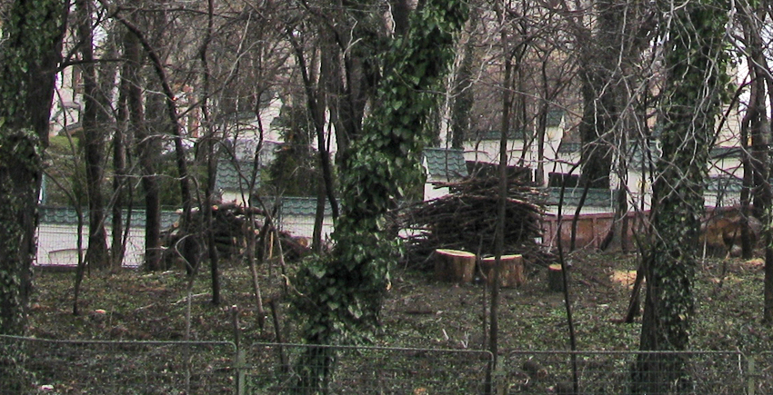 Toaletare-defrișare Dealul Mitropoliei, foto: O. Mihalache, 26 februarie 2015
