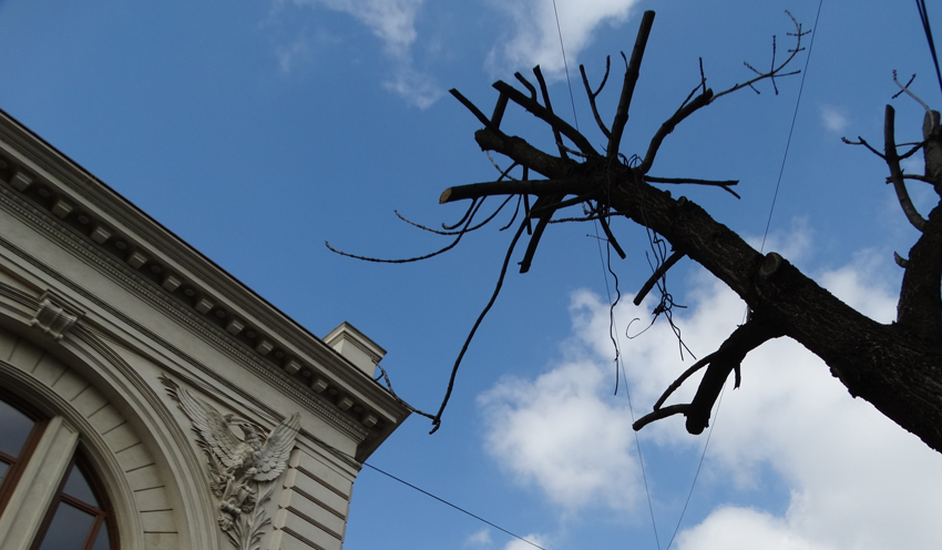 'Toaletare' radicală a unor arbori de lîngă Ateneu - foto: F. Bălteanu, 8 martie 2015