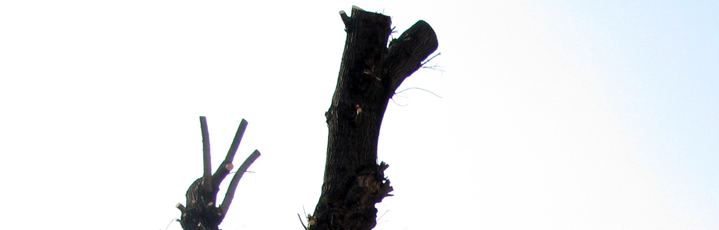'toaletare' pe str. Popa Soare - foto: O. Mihalache, 13.03.2015