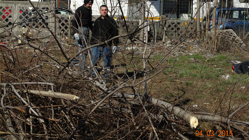 defrișare vegetație Bd. Regina Maria 13 - foto: F. Bălteanu, 04.03.2015